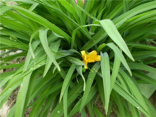 graničica